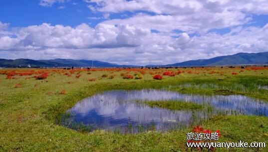 纳帕海依拉草原在哪里，在云南的香格里拉(藏族文化底蕴浓厚)