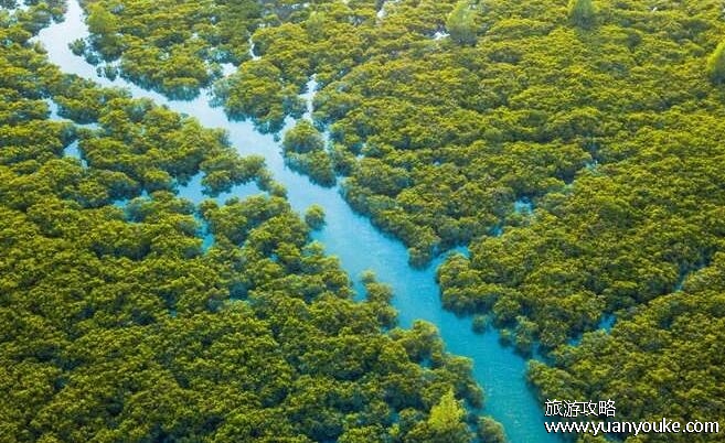 红树林在中国分布的最北地带是哪里？浙江省(红树林其实是绿色的)
