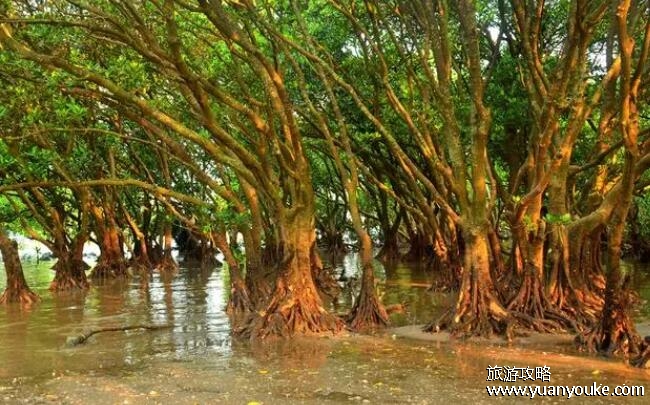 红树林在中国分布的最北地带是哪里？浙江省(红树林其实是绿色的)