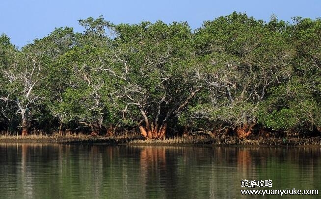 红树林在中国分布的最北地带是哪里？浙江省(红树林其实是绿色的)