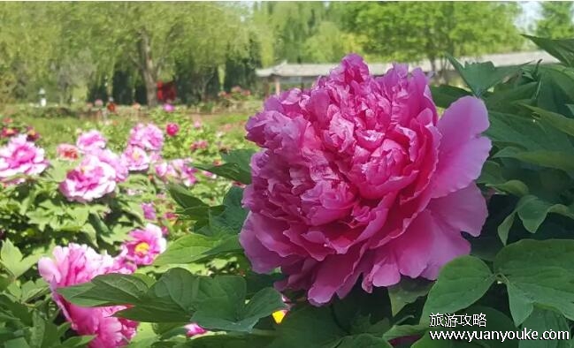 邢台旅游景点大全排名免费，大部分都是欣赏自然风光