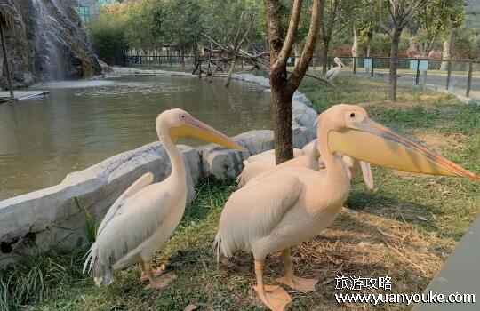安吉中南百草园好玩吗，动植物种类非常丰富(户外娱乐设施众多)