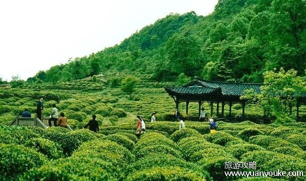 蒙顶山在四川什么地方，在四川省雅安市(世界茶文化的发源地之一)