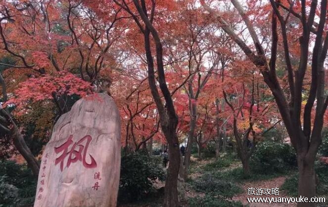 红枫岭景区好玩吗，秋天枫叶如火非常美丽(民俗表演众多)