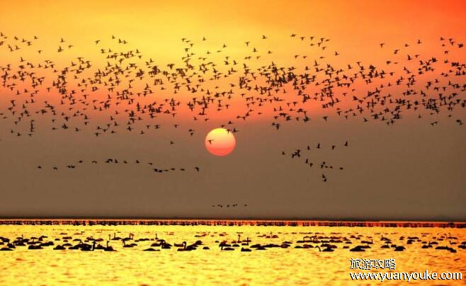 中国最大的淡水湖是什么？鄱阳湖(每年冬天有很多候鸟栖息在此地)