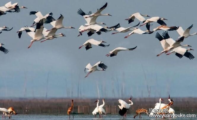 中国最大的淡水湖是什么？鄱阳湖(每年冬天有很多候鸟栖息在此地)
