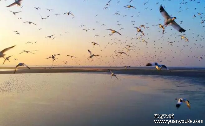 中国最大的淡水湖是什么？鄱阳湖(每年冬天有很多候鸟栖息在此地)