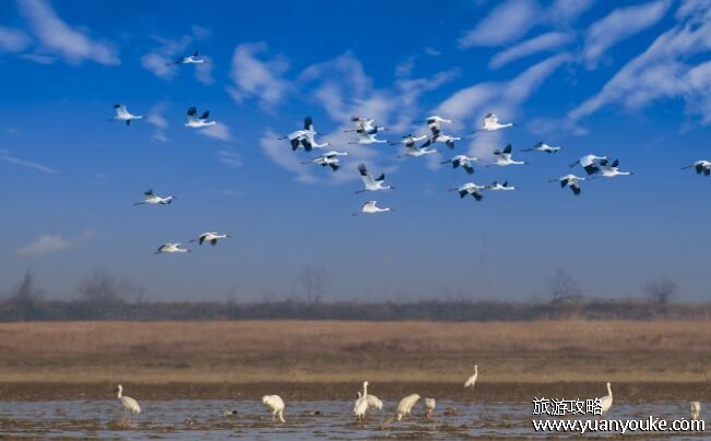 我国最大的淡水湖是什么，鄱阳湖(每年秋冬季观看越冬候鸟最佳时间)