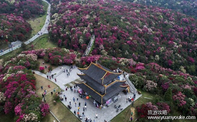 百里杜鹃在贵州哪个地方，贵州省西北部(主要景点以及门票信息详情)