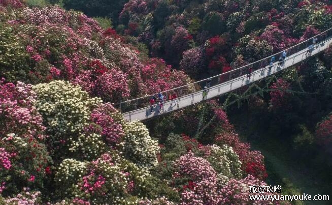 百里杜鹃在贵州哪个地方，贵州省西北部(主要景点以及门票信息详情)