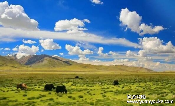 草原旅游去哪里好 草原旅游胜地推荐，4大最美草原景区介绍