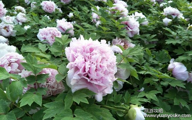 洛阳必去的三个景点，国家牡丹园四月中旬欣赏品质最佳的牡丹