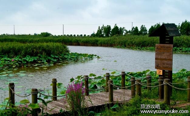 上海东滩湿地公园门票价格多少，45元一张(节假日会涨价)