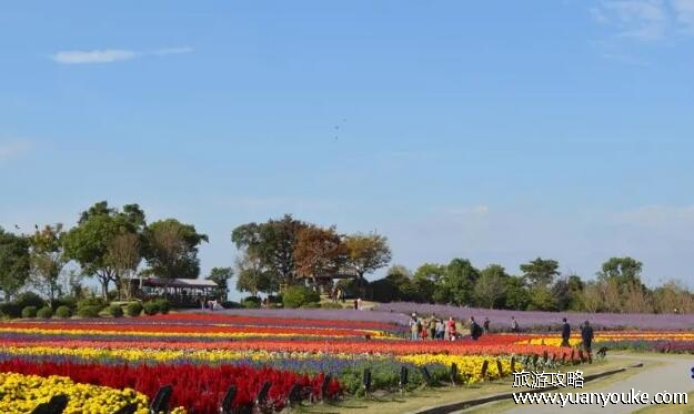 周浦花海在哪里，在上海市浦东新区(鲜花种类众多的美丽景点)