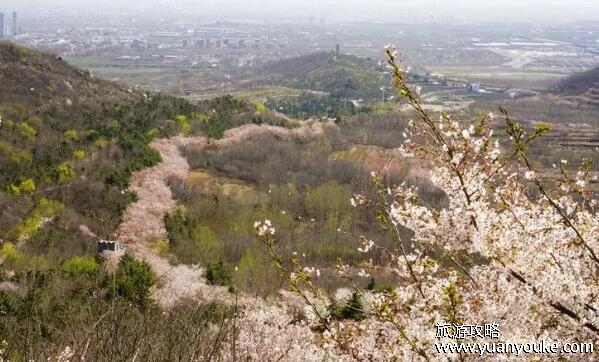 邹平樱花山门票多少钱，最低19.9元(特殊人群能享受更低的价格)