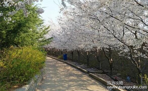 邹平樱花山门票多少钱，最低19.9元(特殊人群能享受更低的价格)