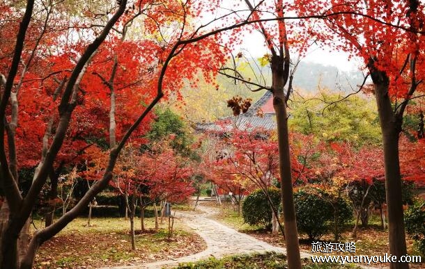 栖霞山风景区在哪里，