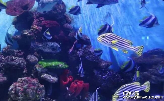 长沙海底世界门票价格，极地海洋馆和水上乐园票种价格详情