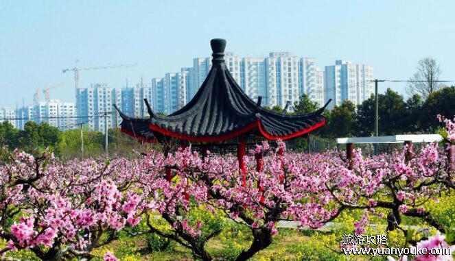上海南汇桃花村门票多少钱，门票30元/人(性价比非常高的景点)