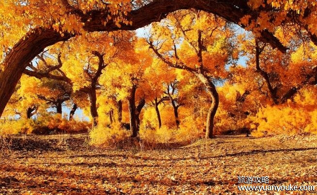 胡杨林在什么地方，最美胡杨林位于内蒙古阿拉善盟额济纳旗额济纳