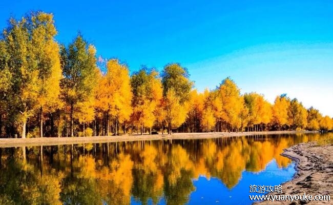 胡杨林在什么地方，最美胡杨林位于内蒙古阿拉善盟额济纳旗额济纳