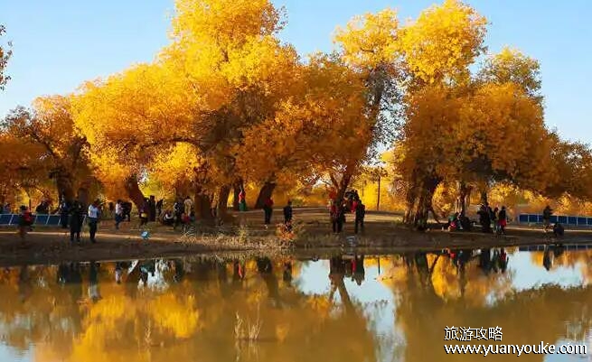 胡杨林在什么地方，最美胡杨林位于内蒙古阿拉善盟额济纳旗额济纳