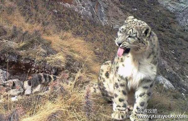 雪豹之乡在什么地方，青海省玉树藏族自治州杂多县昂赛乡