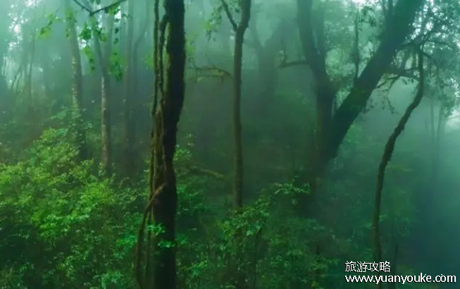 哀牢山是什么样的山，是一片山(人类的禁区却是动植物的天堂)