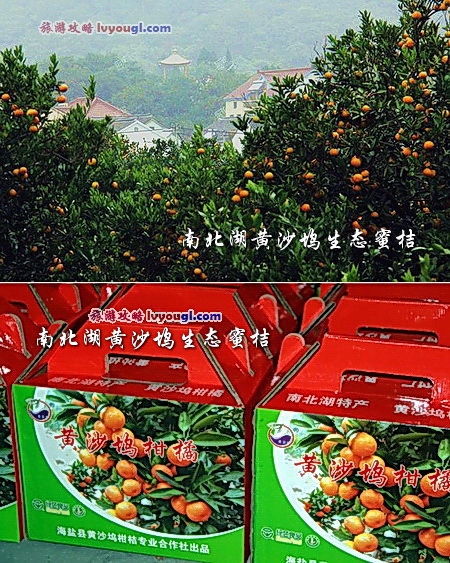 南北湖黄沙坞采摘乐，南北湖黄沙坞生态蜜桔