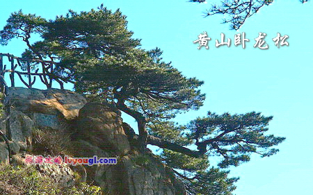 黄山卧龙松
