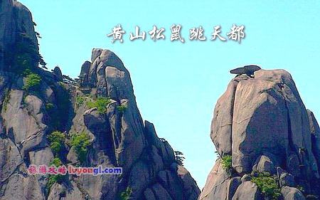 黄山松鼠跳天都