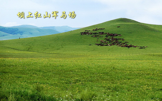 坝上红山军马场
