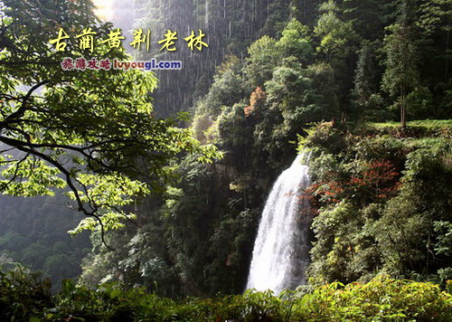 古蔺黄荆老林