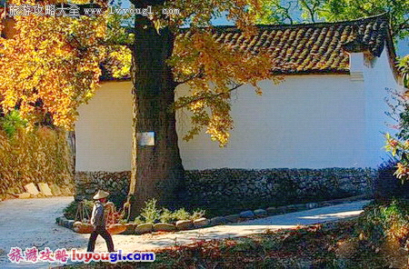 龙泉·下樟村