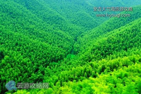 安吉大竹海自驾游攻略