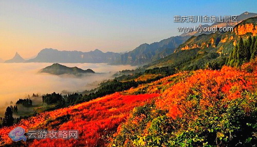 重庆南川金佛山景区