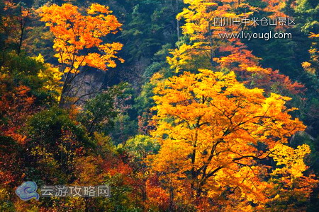 四川巴中米仓山