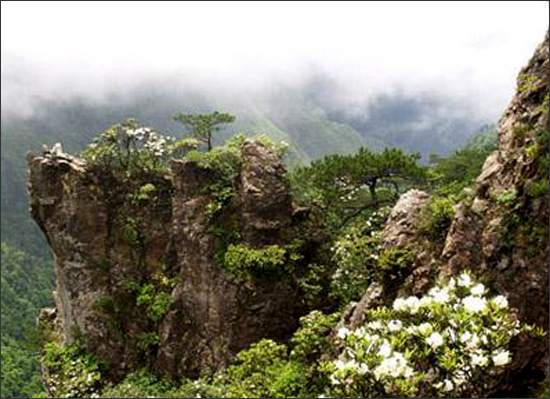丽水松阳箬寮原始林风景区
