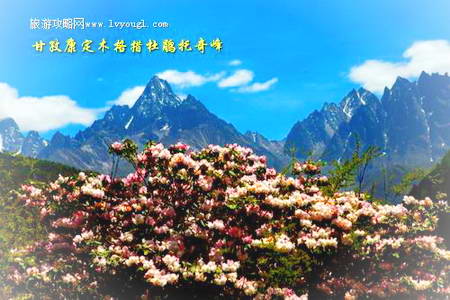甘孜康定木格措杜鹃托奇峰