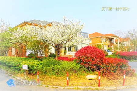 华西村村民的别墅群里到处开满了鲜花和绿色植物图片
