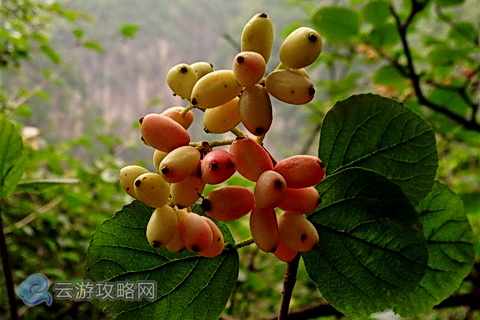 山西长治红豆峡，我误以为这是未成熟的红豆