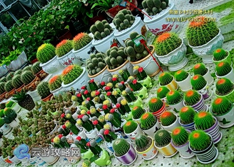宁波滕头村图片