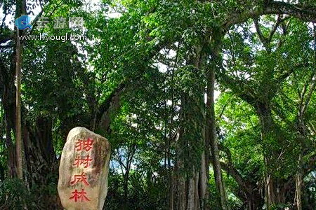 云南旅游景点版纳打洛独树成林