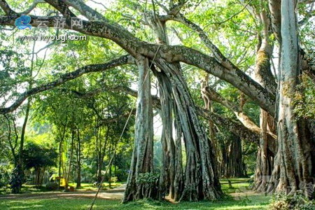 云南旅游景点版纳打洛独树成林