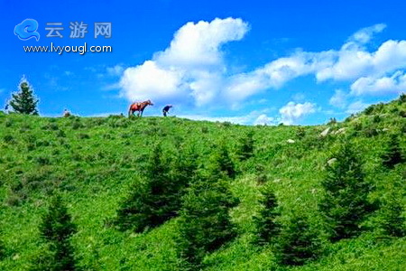 五岳寨亚高山草甸