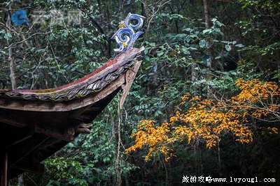泰顺乌岩岭
