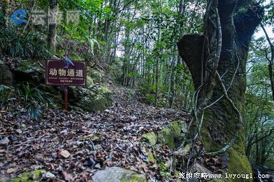 泰顺乌岩岭