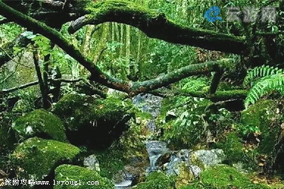 温州乌岩岭
