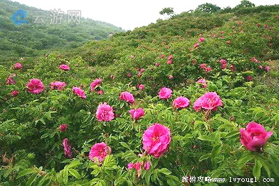 妙峰山玫瑰谷