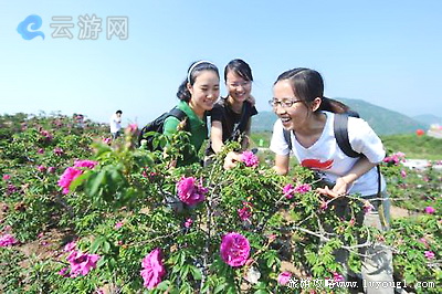 妙峰山玫瑰谷